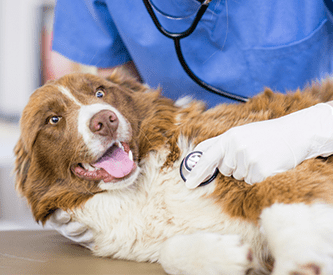 dog-at-veterinary-office-being-examined
