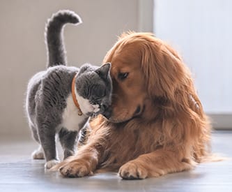 dog-cat-cuddling