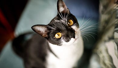 Cat with yellow eyes: Online Pet Store in Orlando