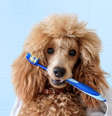 dog holding a toothbrush