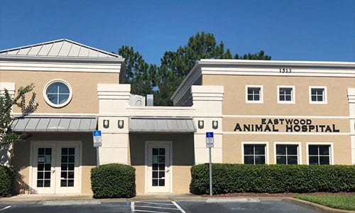 Veterinarian in Orlando, FL | Eastwood Animal Hospital