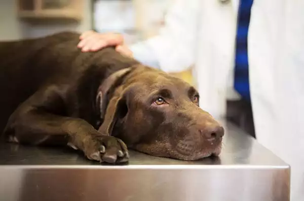 Blood in Stool: What it Means for Your Dog | Orlando Vets
