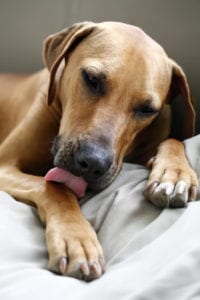 A dog licking his paws