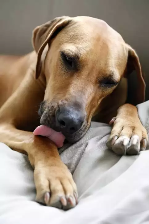 Dog Licking