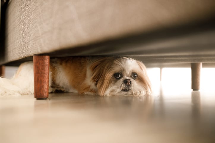 Dog scared of fireworks