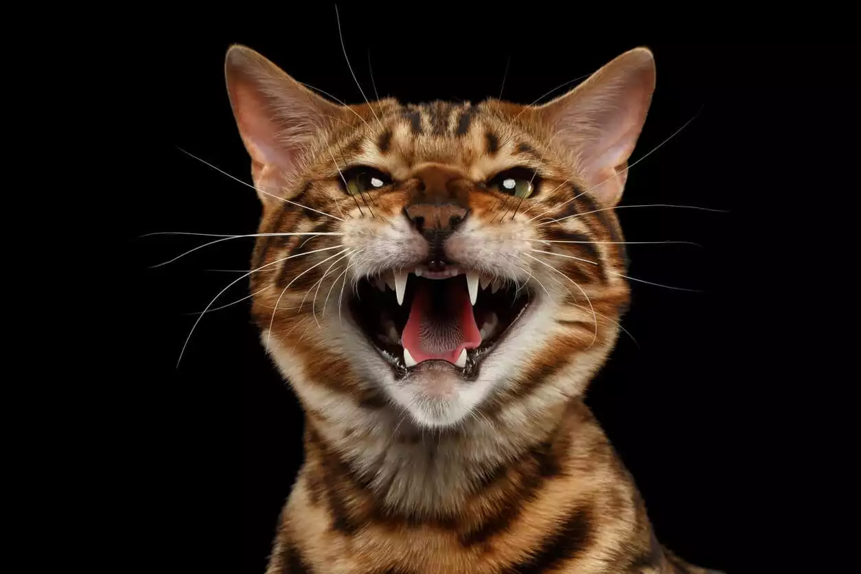 Cat Hissing: Everything You Need to Know