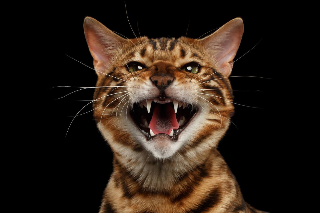 Cat Hissing and Growling? What You Need to Know - The Vets