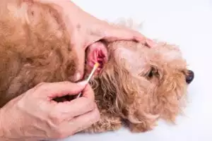 Dog ears stink