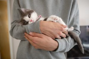 kitten training at home