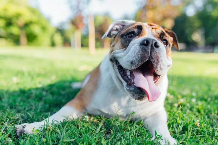 signs of allergic reactions in dogs