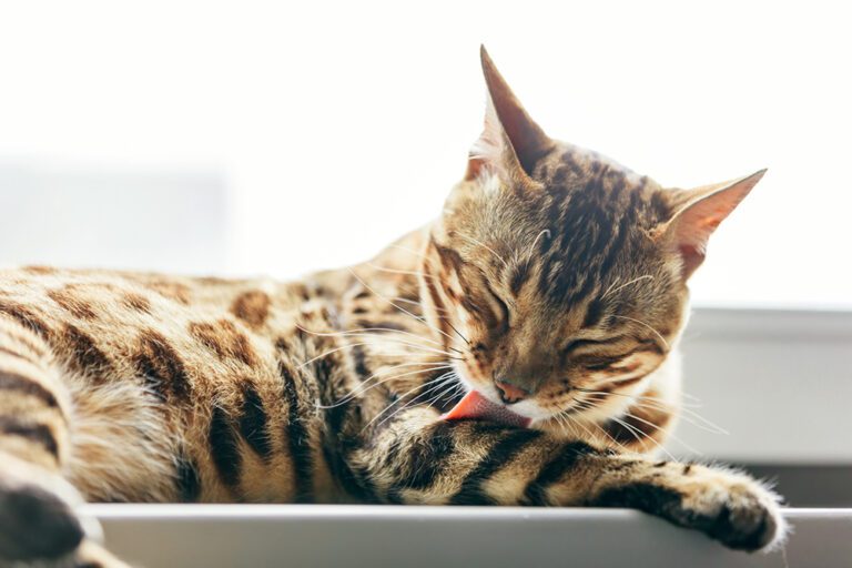 Cat Hairballs: Causes, Symptoms and Treatment | Orlando Vets