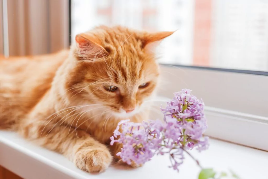 most-common-allergies-in-cats